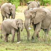 Comoé National Park, Côte D'ivoire