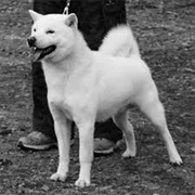 Hokkaido Dog