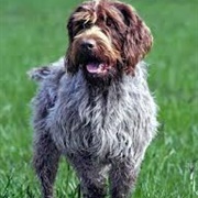 Wirehaired Pointing Griffon