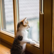 Look Out of the Window