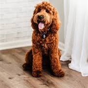 Goldendoodle