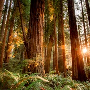 Redwood National Park, California