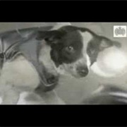 Jonathan Coulton- Space Doggity