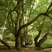 Dering Wood