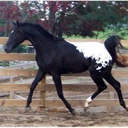 Snowcap Appaloosa