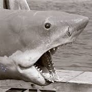Bruce (Jaws)