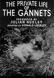 The Private Life of the Gannets (1937)
