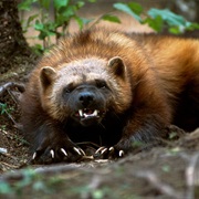 Wolverine