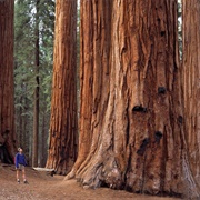 Sequoia-Kings Canyon Biosphere Reserve, California, USA