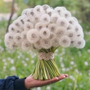 Dandelion Bouquet