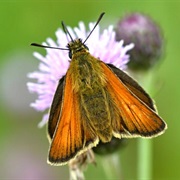Lulworth Skipper