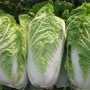 Oriental Cabbage