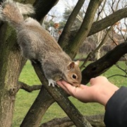 Feeding Squirrels
