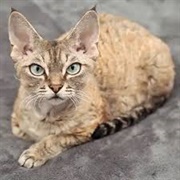 Devon Rex Cat
