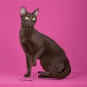 Havana Brown Cat