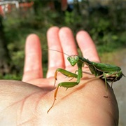 Catch a Praying Mantis