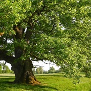 Oak Trees