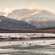 Alaska Chilkat Bald Eagle Preserve