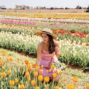 Pick Tulips