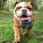 Miniature Bulldog