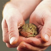 Catch a Toad