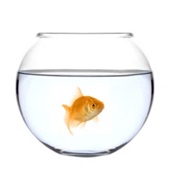 Goldfish Bowl
