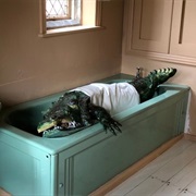 The Mottisfont Crocodile