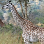 Giraffe