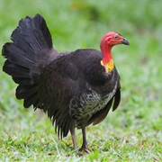 Megapode