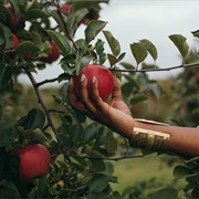 Apple Picking