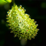 The Acraga Coa Caterpillar