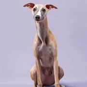 Whippet