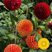 Symphony No. 10 in E Minor, Op 93 - Shostakovich