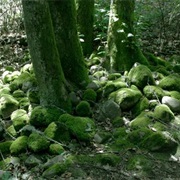 Pokaini Forest, Latvia