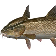 Barbel