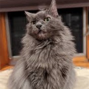 Nebelung Cat