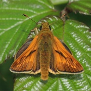Large Skipper