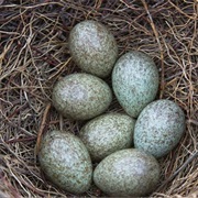 Found a Magpie Egg on the Ground