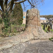 Stanhope Fossil Tree