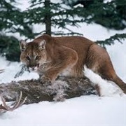 Cougar