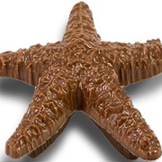 Chocolate Starfish