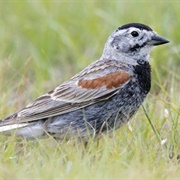 Thick-Billed Longspur