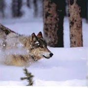 Southern Rocky Mountain Wolf