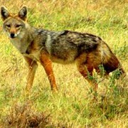 African Golden Wolf