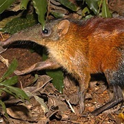 Grey-Faced Sengi