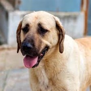 Anatolian Shepherd Dog