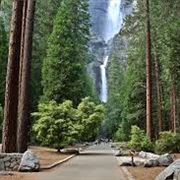 Lower Yosemite Falls