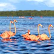 Ría Celestun Biosphere Reserve, Yucatán Peninsula, Mexico