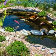 See a Koi Pond