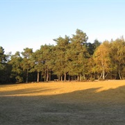 The Sandpit on Horsell Common